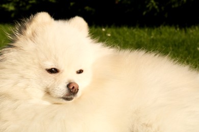 Cute fluffy Pomeranian dog outdoors, closeup. Lovely pet
