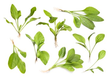 Set with fresh broadleaf plantain plants on white background