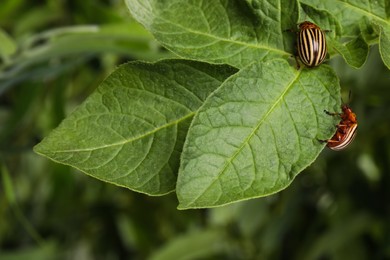 Photo of Colorado potato beetles on green plant against blurred background, closeup