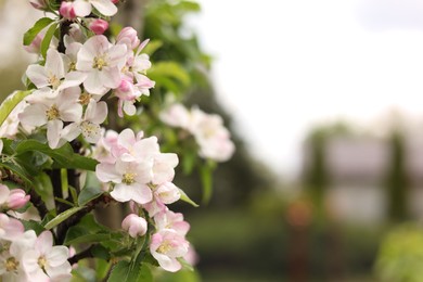 Photo of Apple tree with beautiful blossoms outdoors, space for text. Spring season