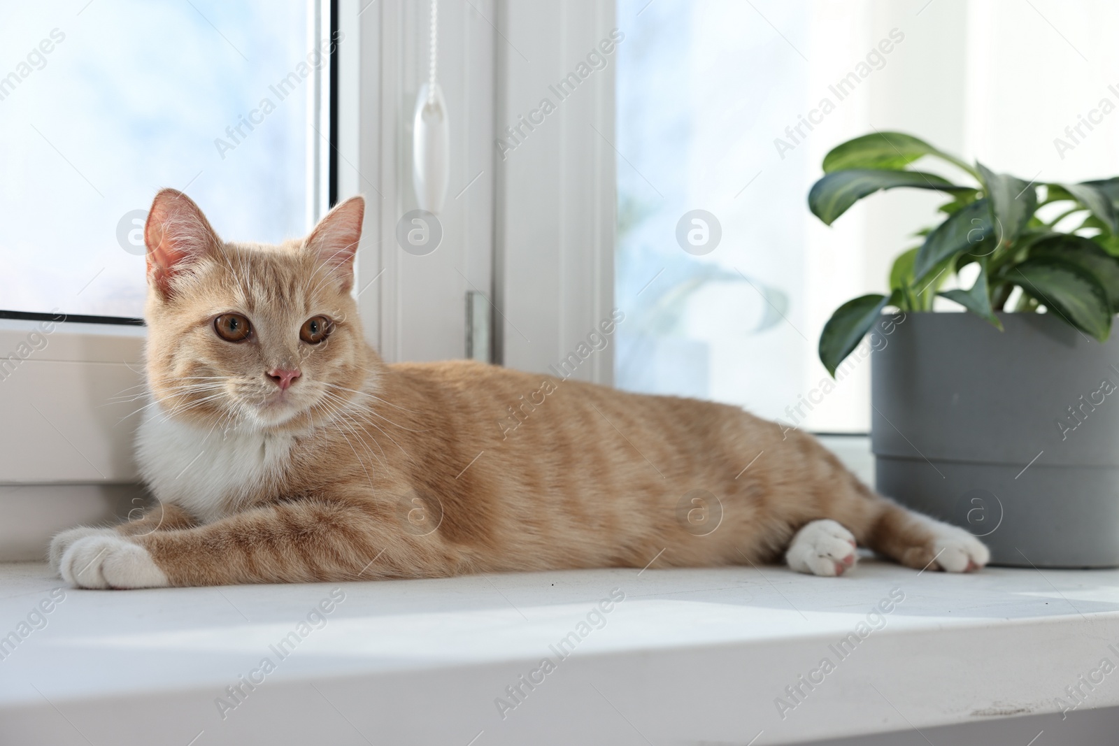 Photo of Cute ginger cat lying on windowsill at home