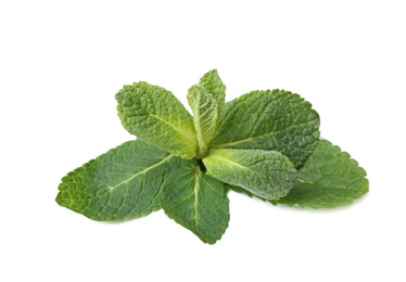 Twig of fresh mint isolated on white