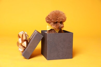 Photo of Cute Maltipoo dog with yellow bow tie in gift box on orange background