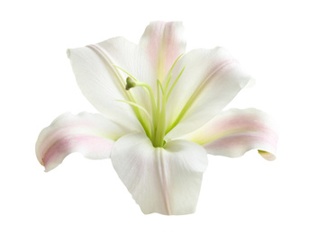 Image of Beautiful blooming lily flower isolated on white