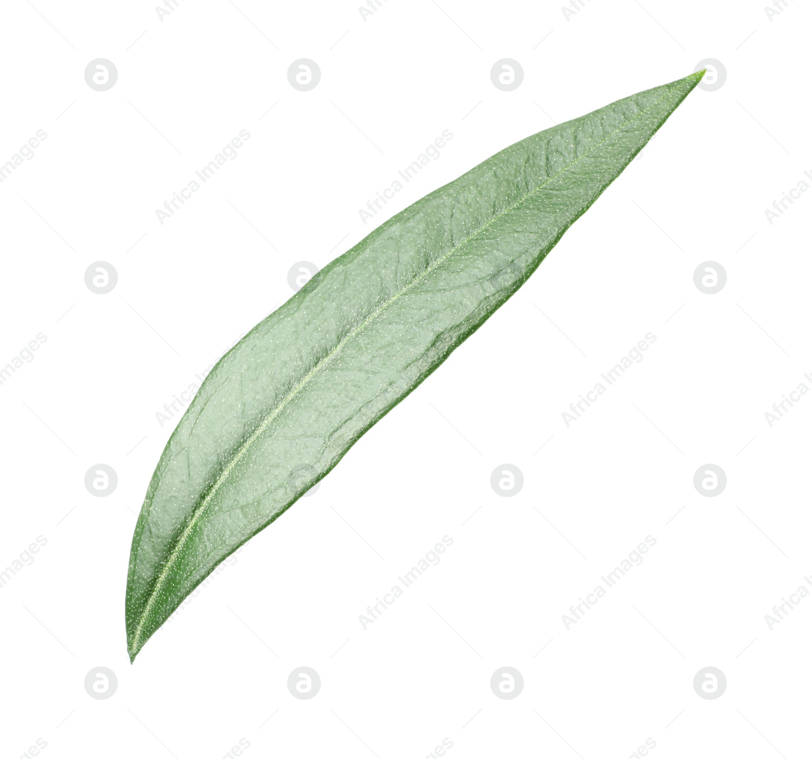 Photo of Fresh green olive leaf on white background