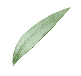 Fresh green olive leaf on white background