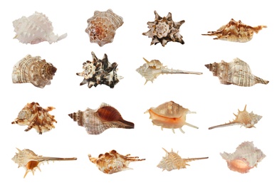 Image of Set of different beautiful sea shells on white background