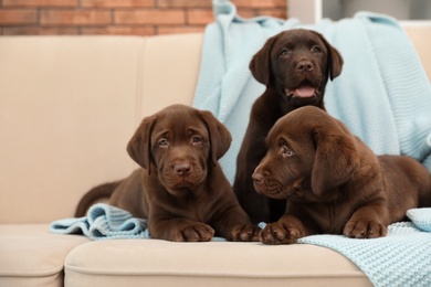 Photo of Chocolate Labrador Retriever puppies with blanket on sofa indoors