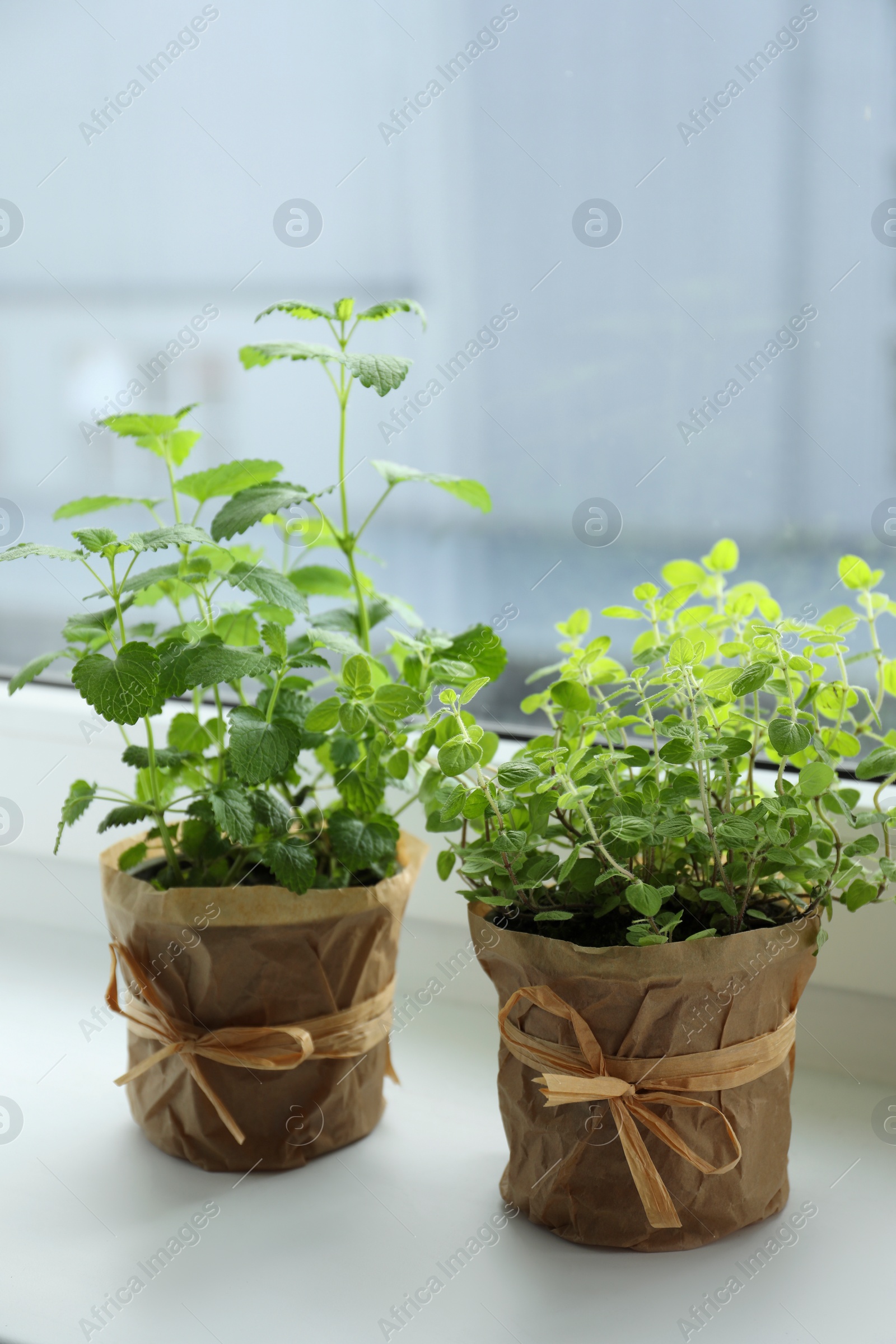 Photo of Different fresh potted herbs on windowsill indoors