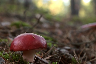 Photo of Russula mushroom growing in forest, closeup. Space for text