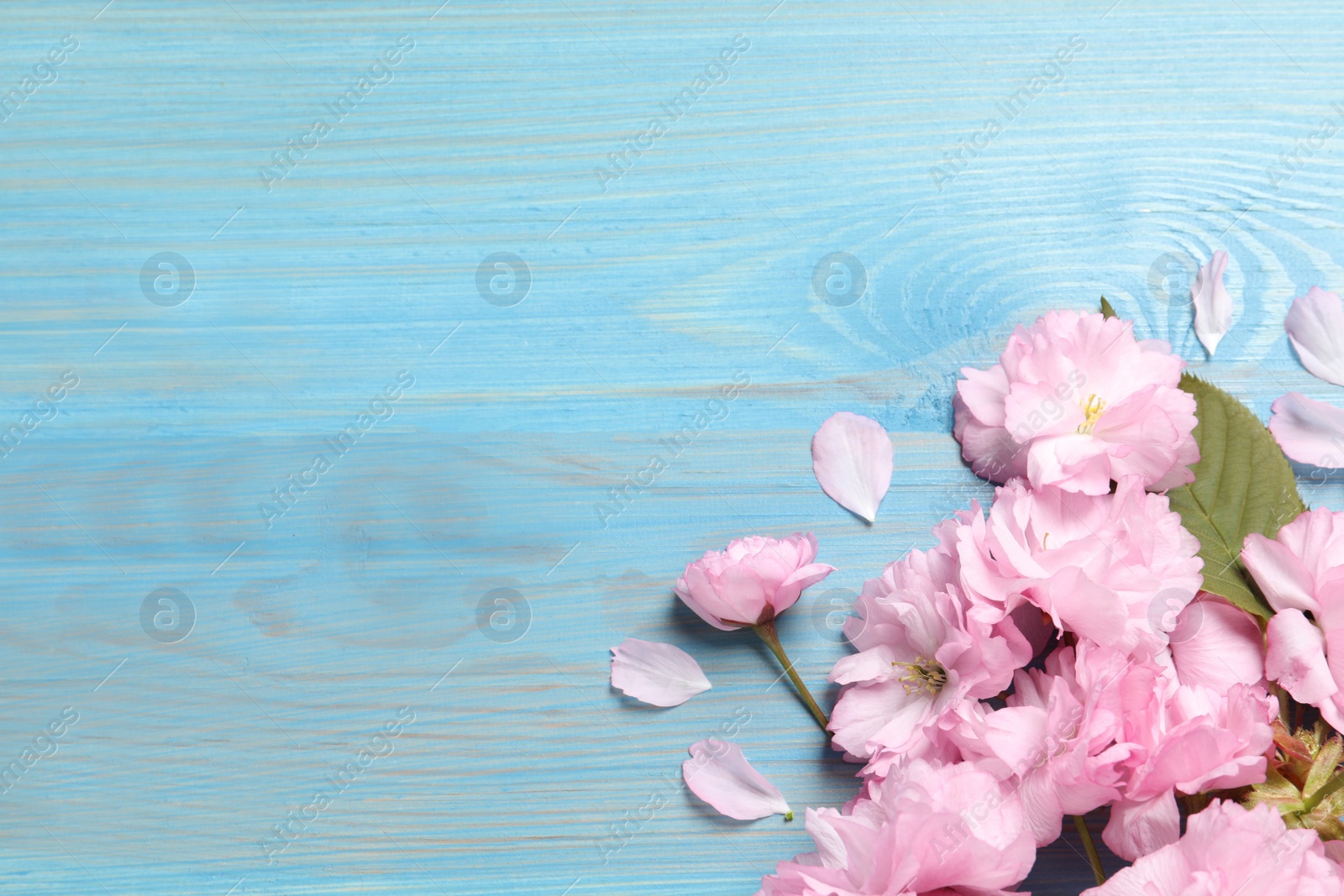 Photo of Beautiful sakura tree blossoms on turquoise wooden table, flat lay. Space for text