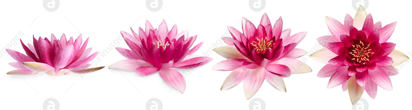 Image of Set of beautiful lotus flowers on white background. Banner design 