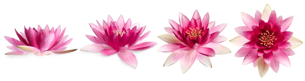 Image of Set of beautiful lotus flowers on white background. Banner design 