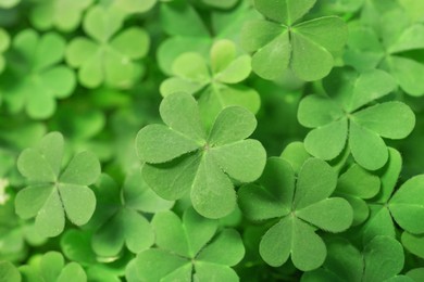 Photo of Top view of beautiful green clover leaves, closeup