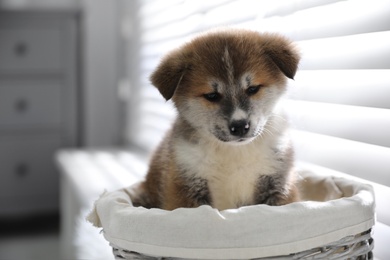 Photo of Cute Akita Inu puppy in wicker basket near window indoors