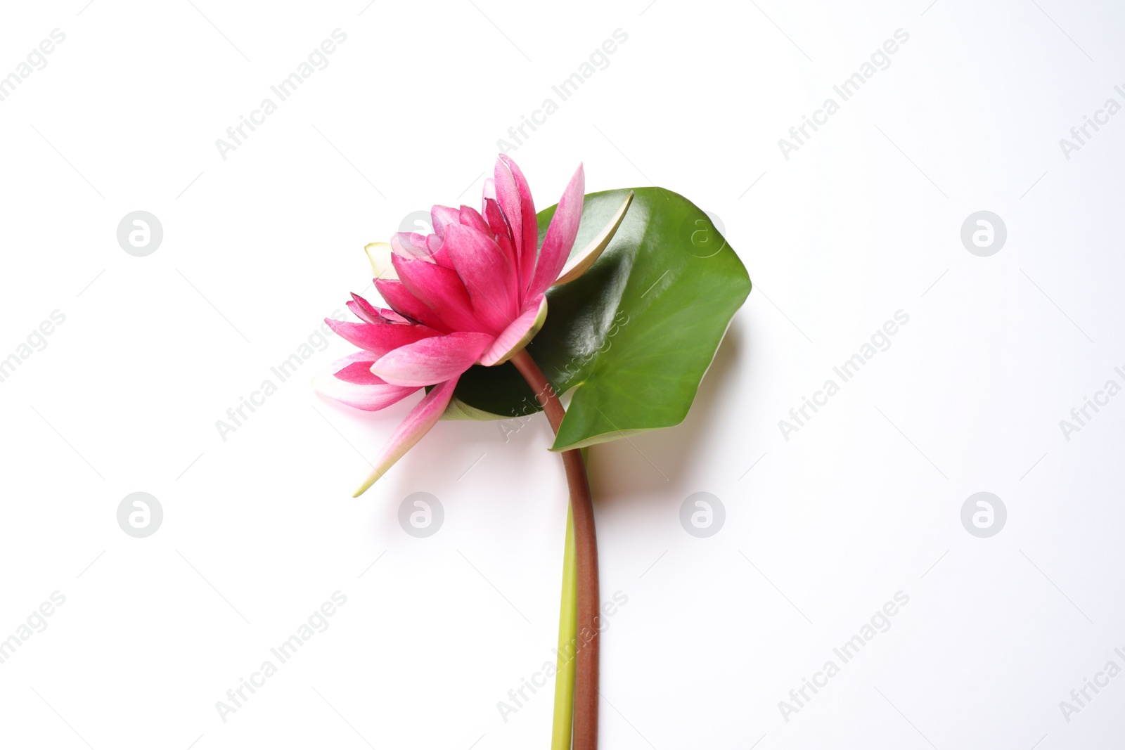 Photo of Beautiful blooming pink lotus flower with green leaf on white background, top view