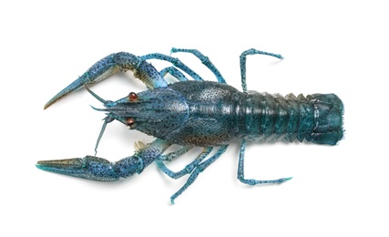 Blue crayfish isolated on white, top view. Freshwater crustacean 