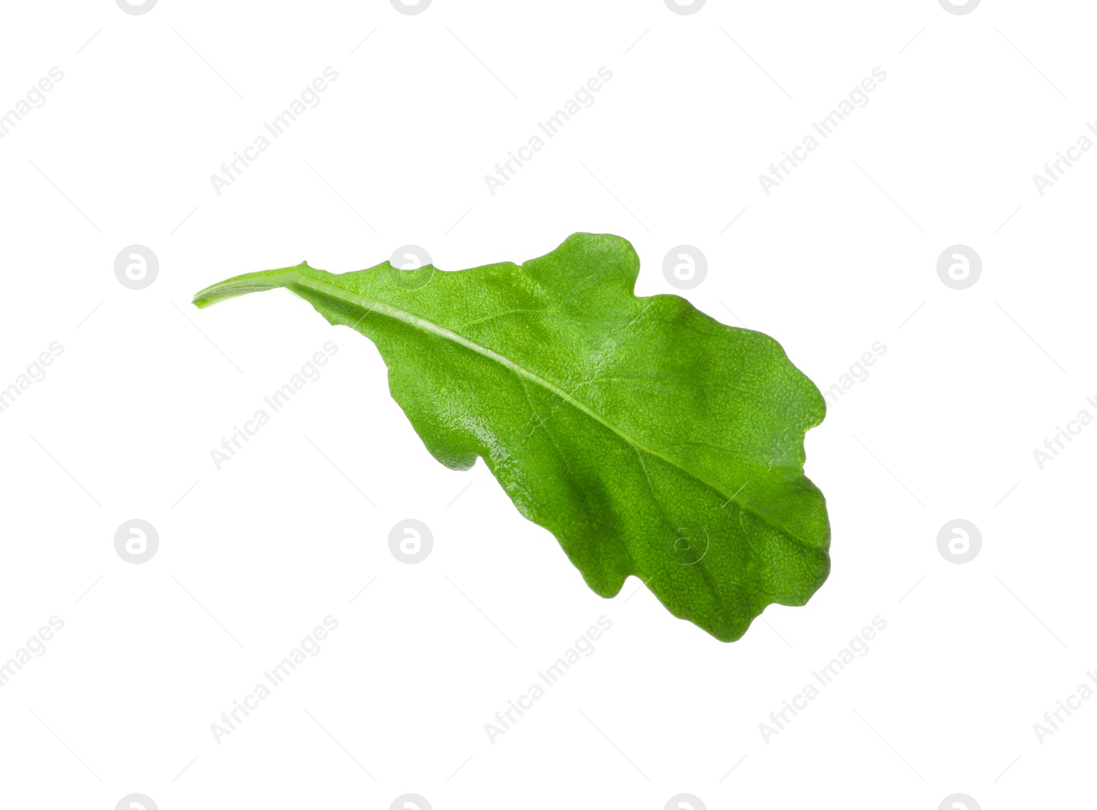 Photo of Leaf of fresh arugula isolated on white