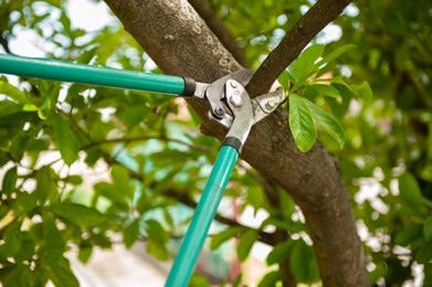 Photo of Pruning tree with secateurs outdoors. Gardening tool
