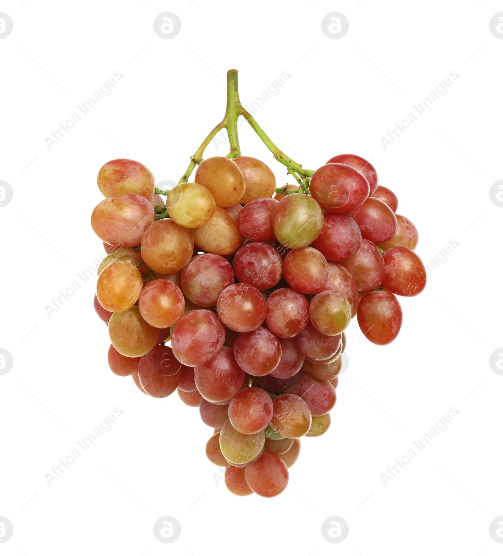 Photo of Bunch of fresh ripening red grapes isolated on white
