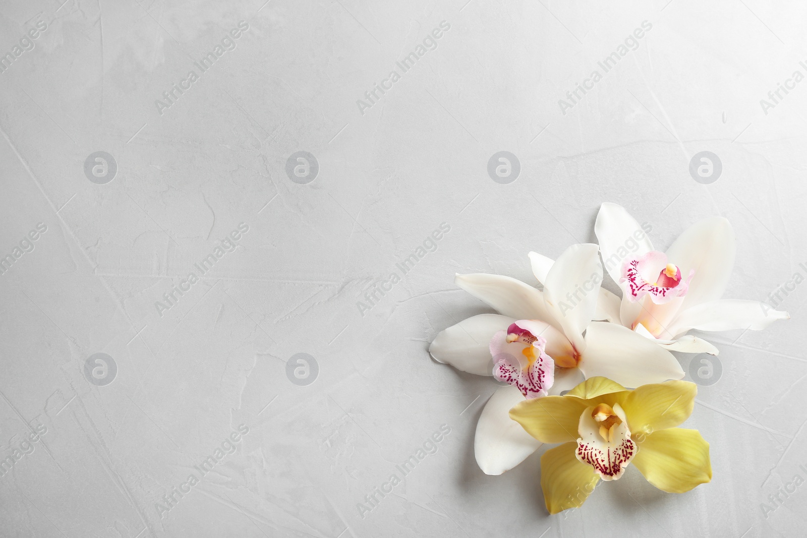 Photo of Beautiful tropical orchid flowers on grey background, flat lay. Space for text