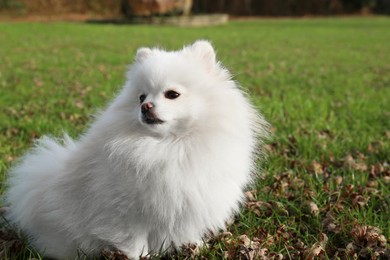 Photo of Cute fluffy Pomeranian dog on green grass outdoors, space for text. Lovely pet