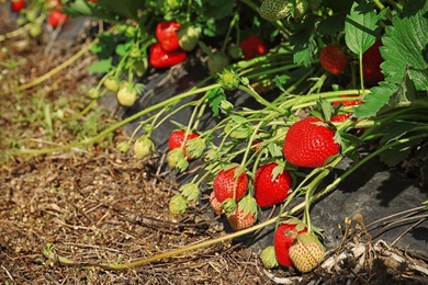 Photo of Bushes with ripe strawberries in garden on sunny day