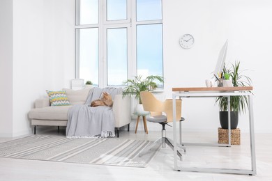 Photo of Cat resting on sofa in spacious room. Home office