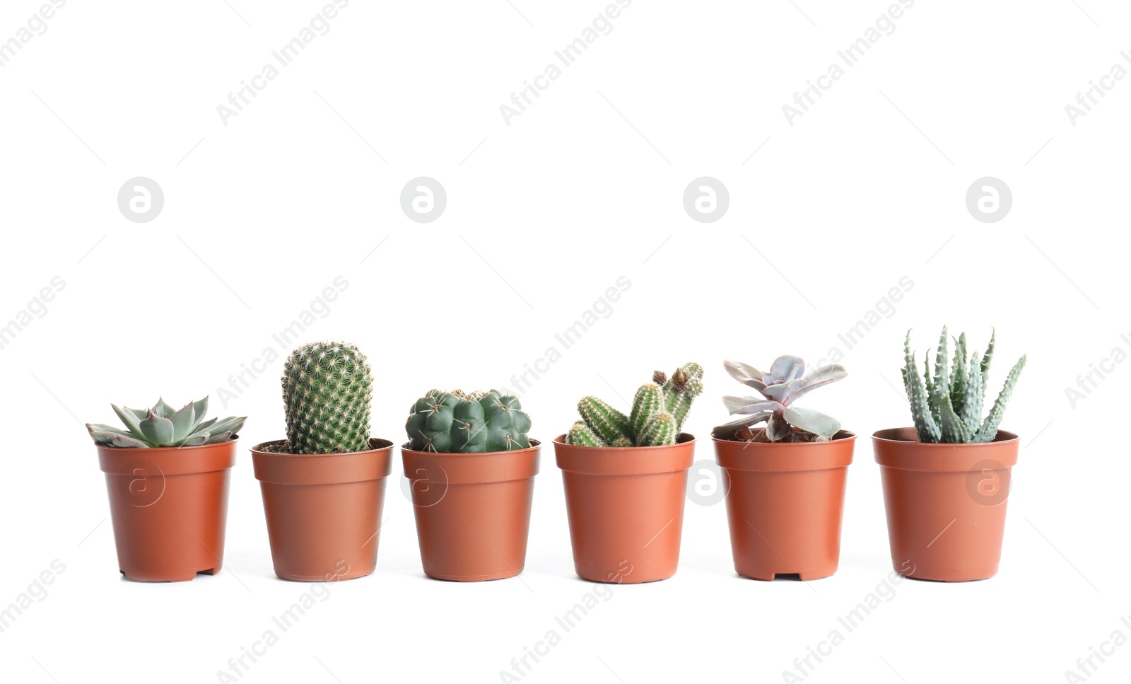 Photo of Different succulent plants in pots isolated on white. Home decor