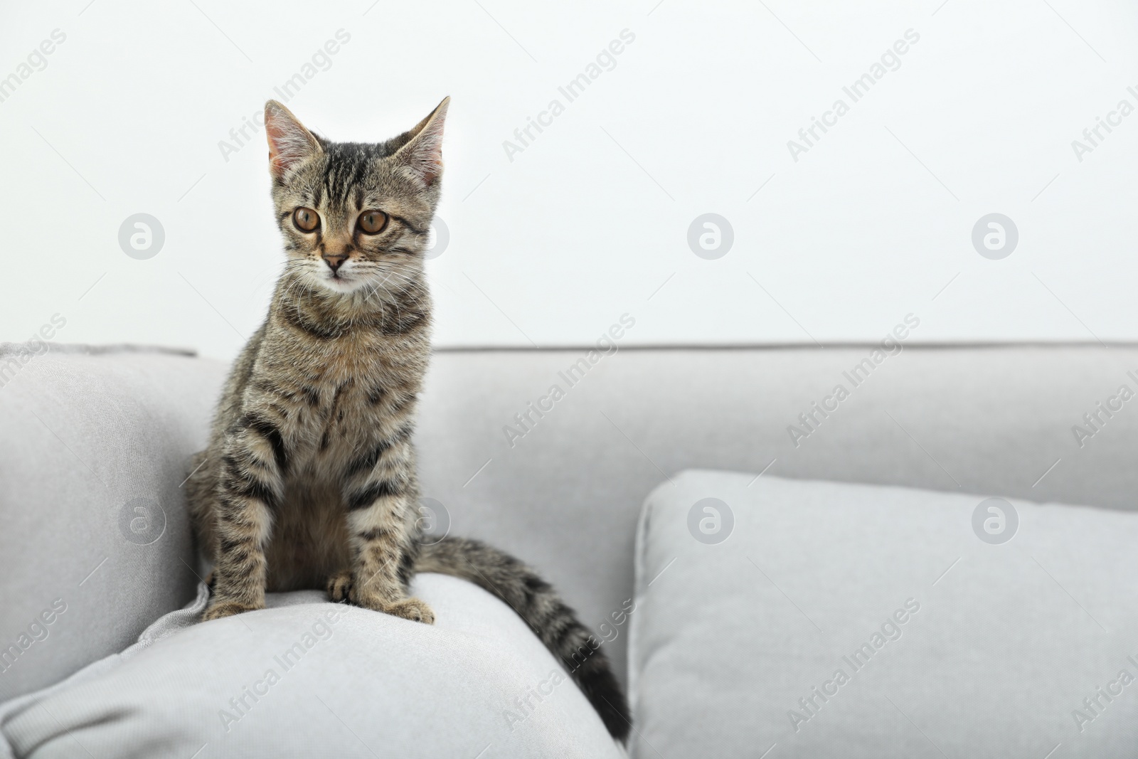 Photo of Grey tabby cat on sofa in living room, space for text. Adorable pet