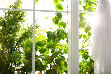 Photo of Beautiful view through window on garden in morning