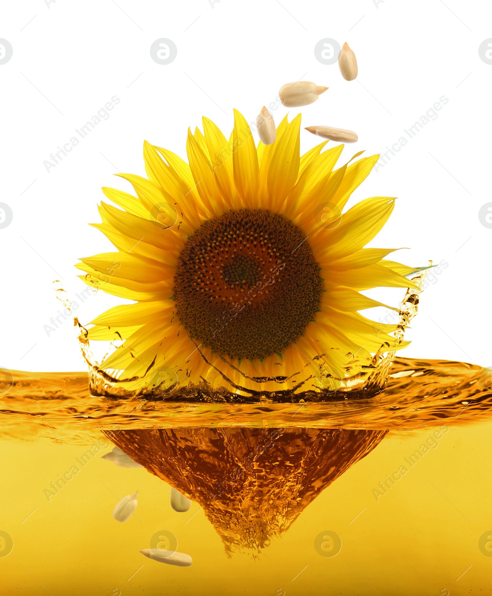 Image of Sunflower and seeds falling into cooking oil on white background