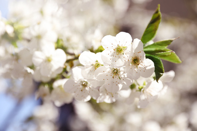 Closeup view of beautiful blossoming tree on sunny spring day outdoors