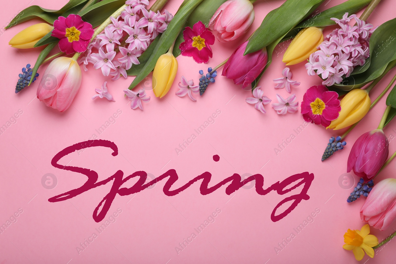 Image of Spring. Beautiful flowers on pink background, flat lay