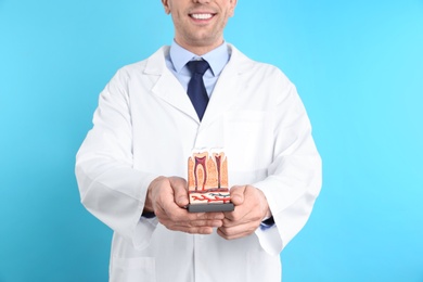 Male dentist holding teeth model on color background, closeup
