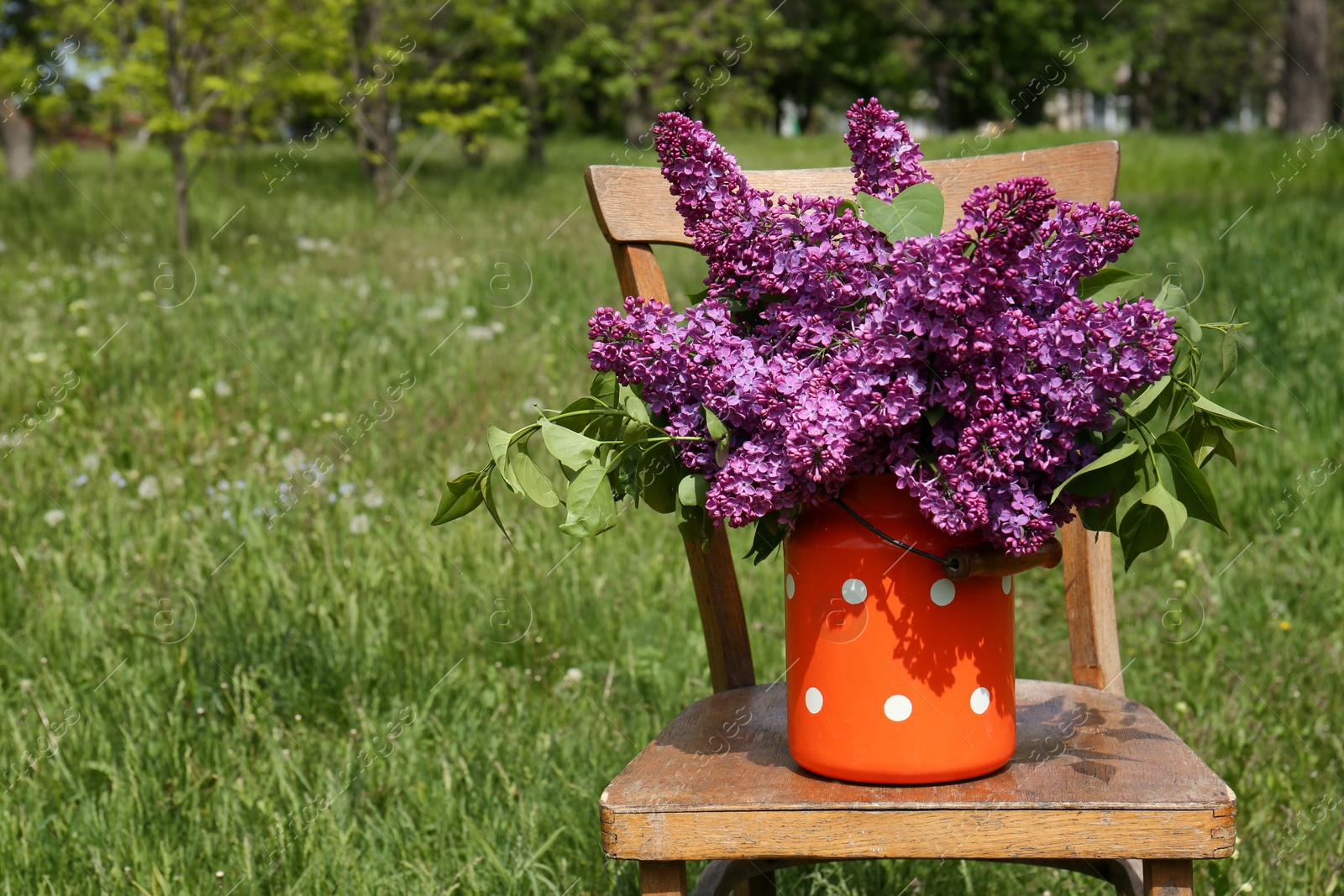 Photo of Beautiful lilac flowers in milk can outdoors. Space for text