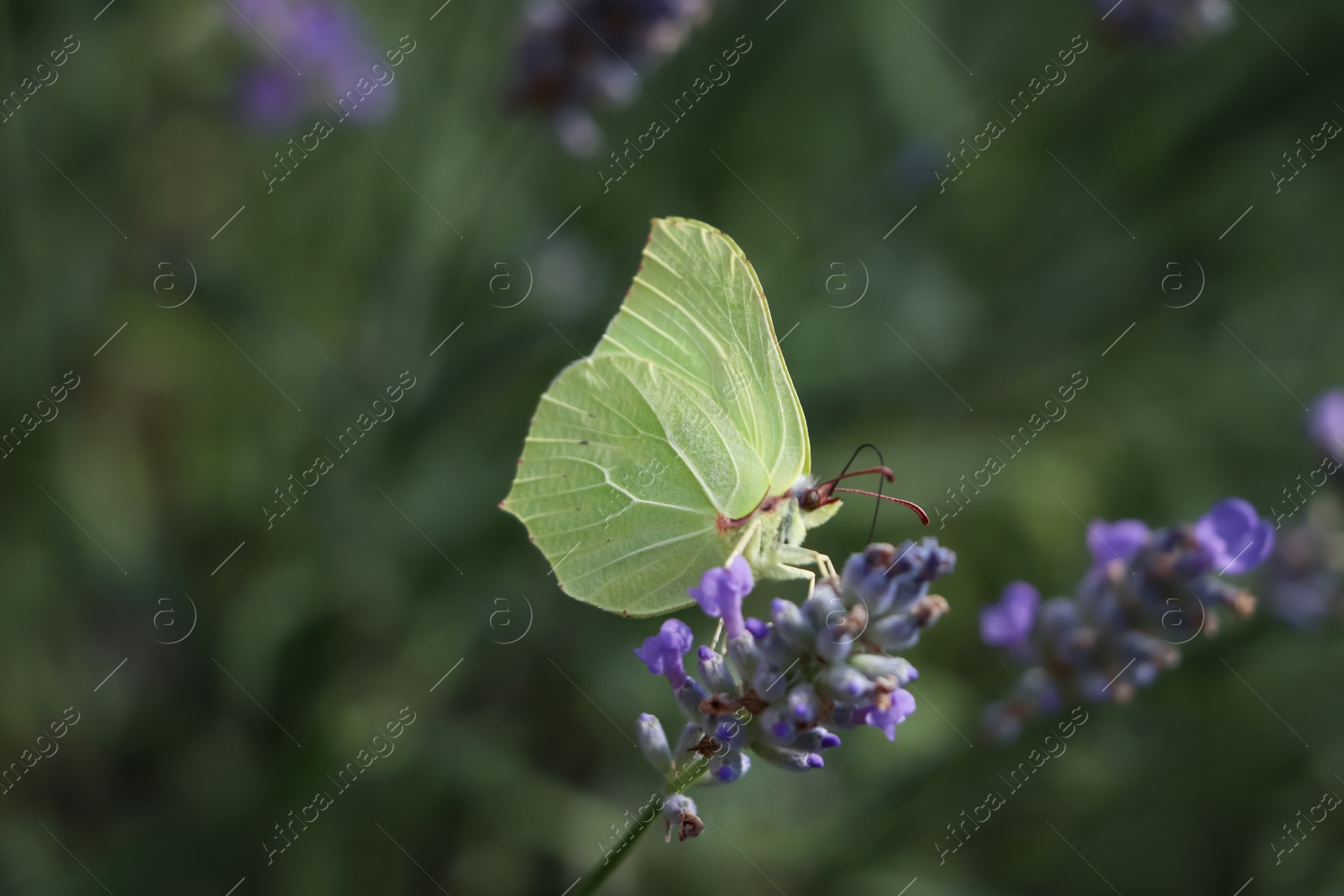 Photo of Beautiful butterfly in lavender field on summer day, closeup