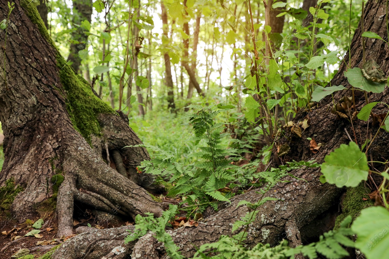 Photo of Green fern growing between trees in forest