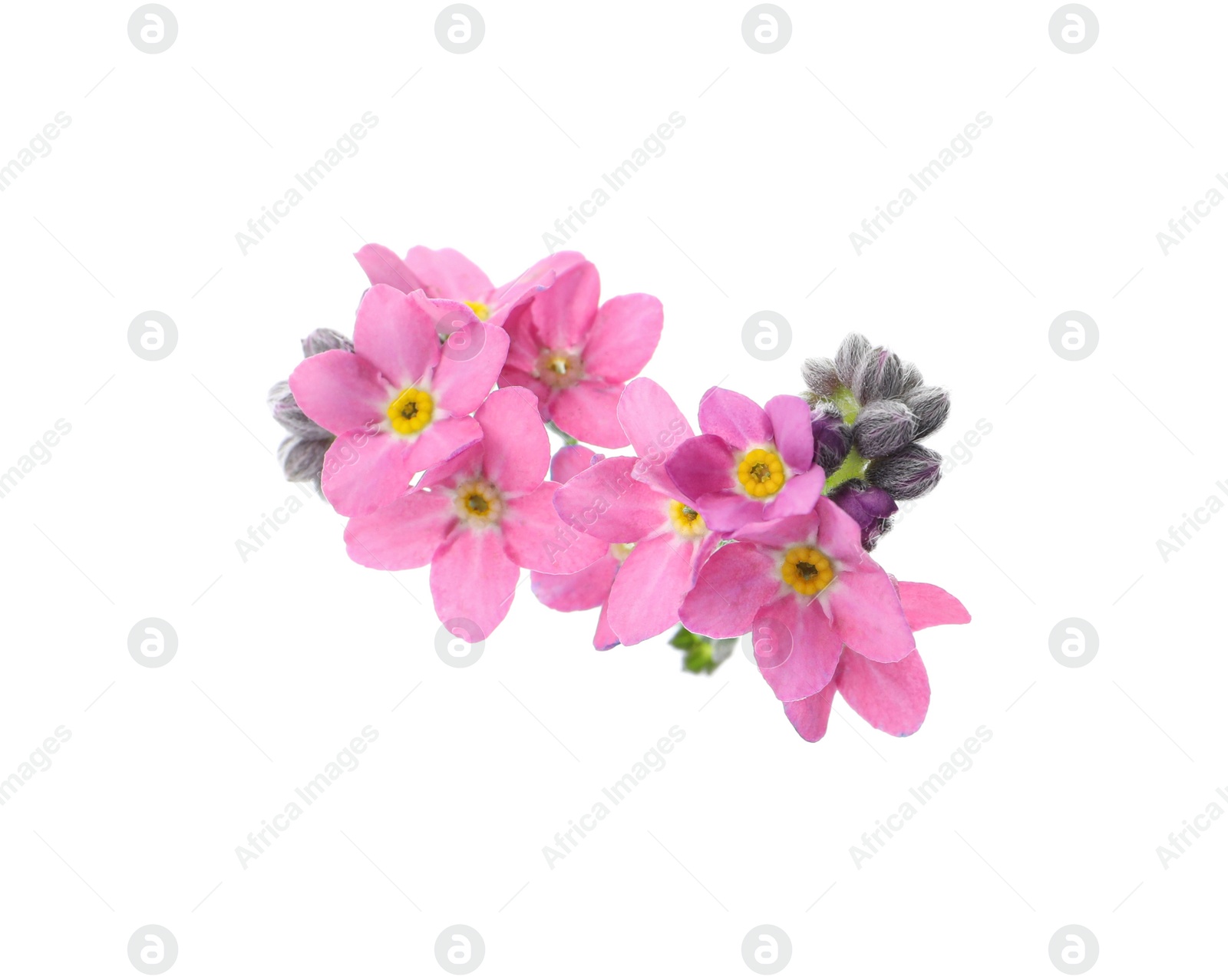 Photo of Beautiful pink Forget-me-not flowers isolated on white