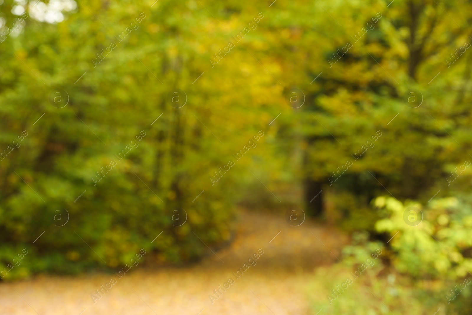 Photo of Blurred view of beautiful park with trees on autumn day