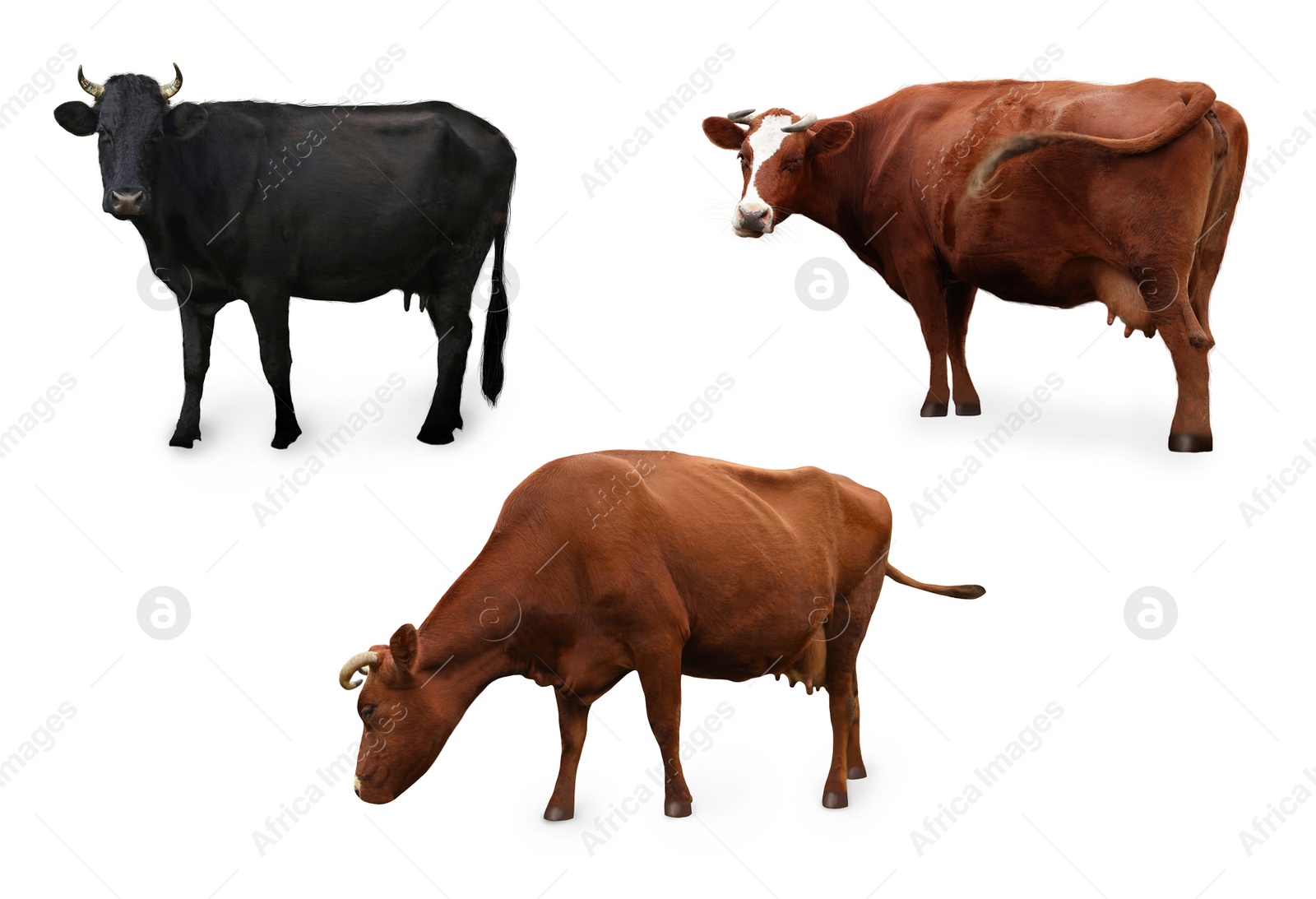 Image of Different cows on white background, collage. Farm animal