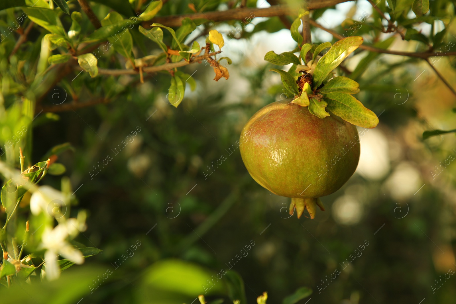 Photo of Pomegranate tree with ripening fruit outdoors, closeup