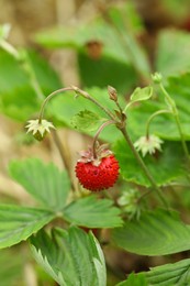Photo of Ripe wild strawberry growing outdoors. Seasonal berries
