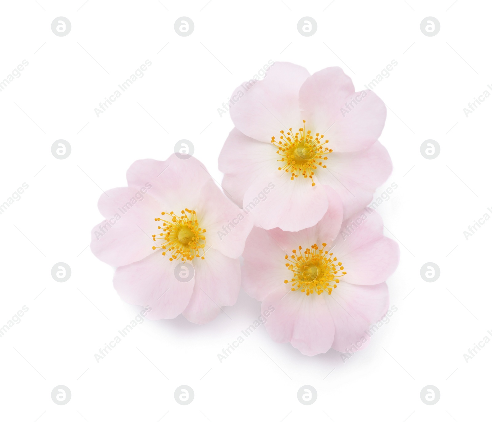 Photo of Beautiful rose hip flowers on white background, top view