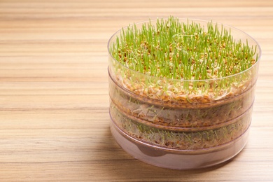 Photo of Fresh wheat grass in sprouter on table, space for text