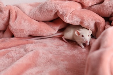 Photo of Cute small rat on soft pink blanket, space for text