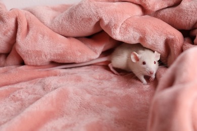 Cute small rat on soft pink blanket, space for text