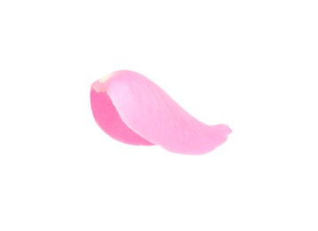 One pink rose petal isolated on white