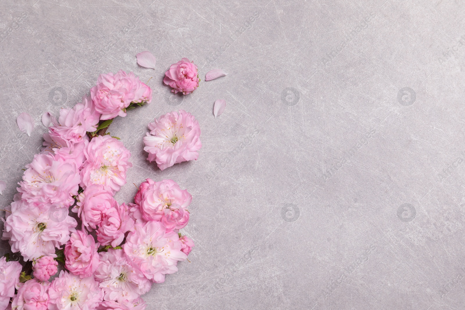 Photo of Beautiful sakura tree blossoms on light grey background, flat lay. Space for text