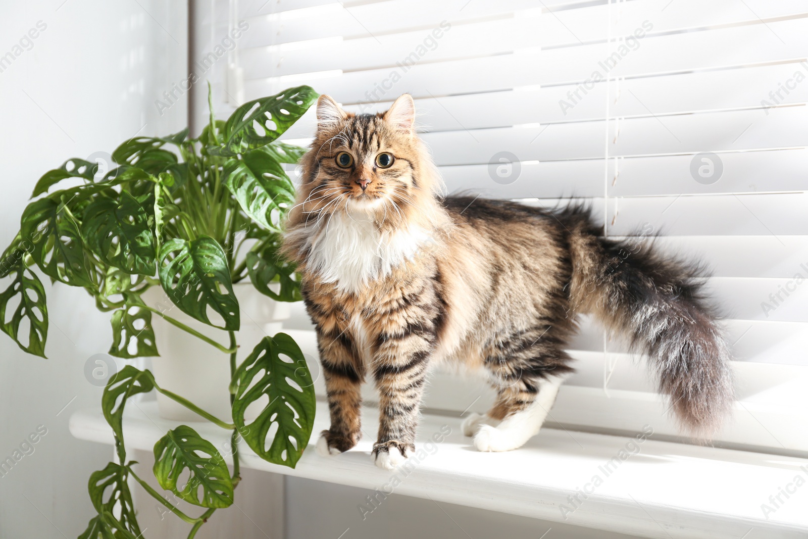 Photo of Adorable cat and houseplant on window sill at home